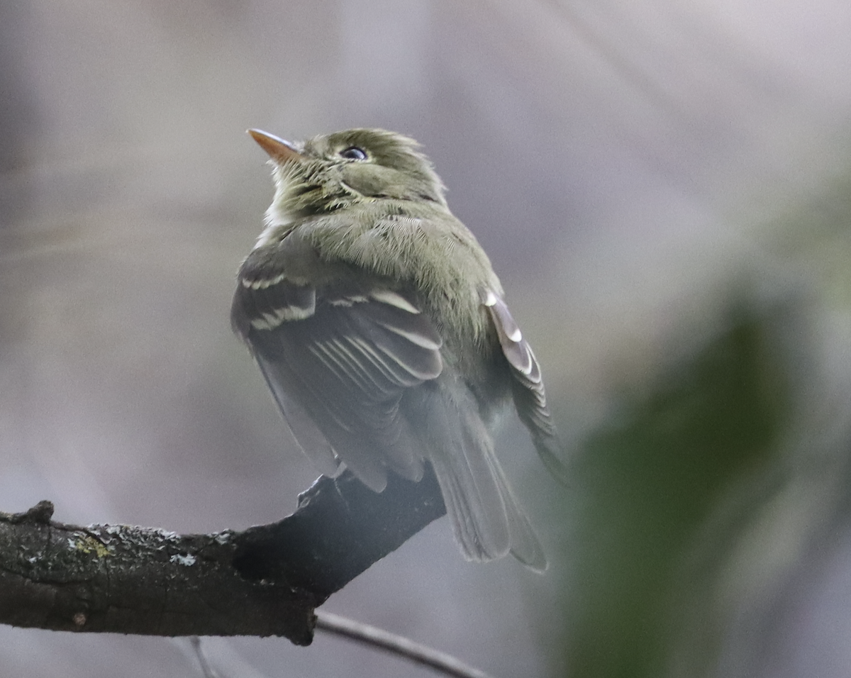 Yellow-bellied Flycatcher - ML609186498