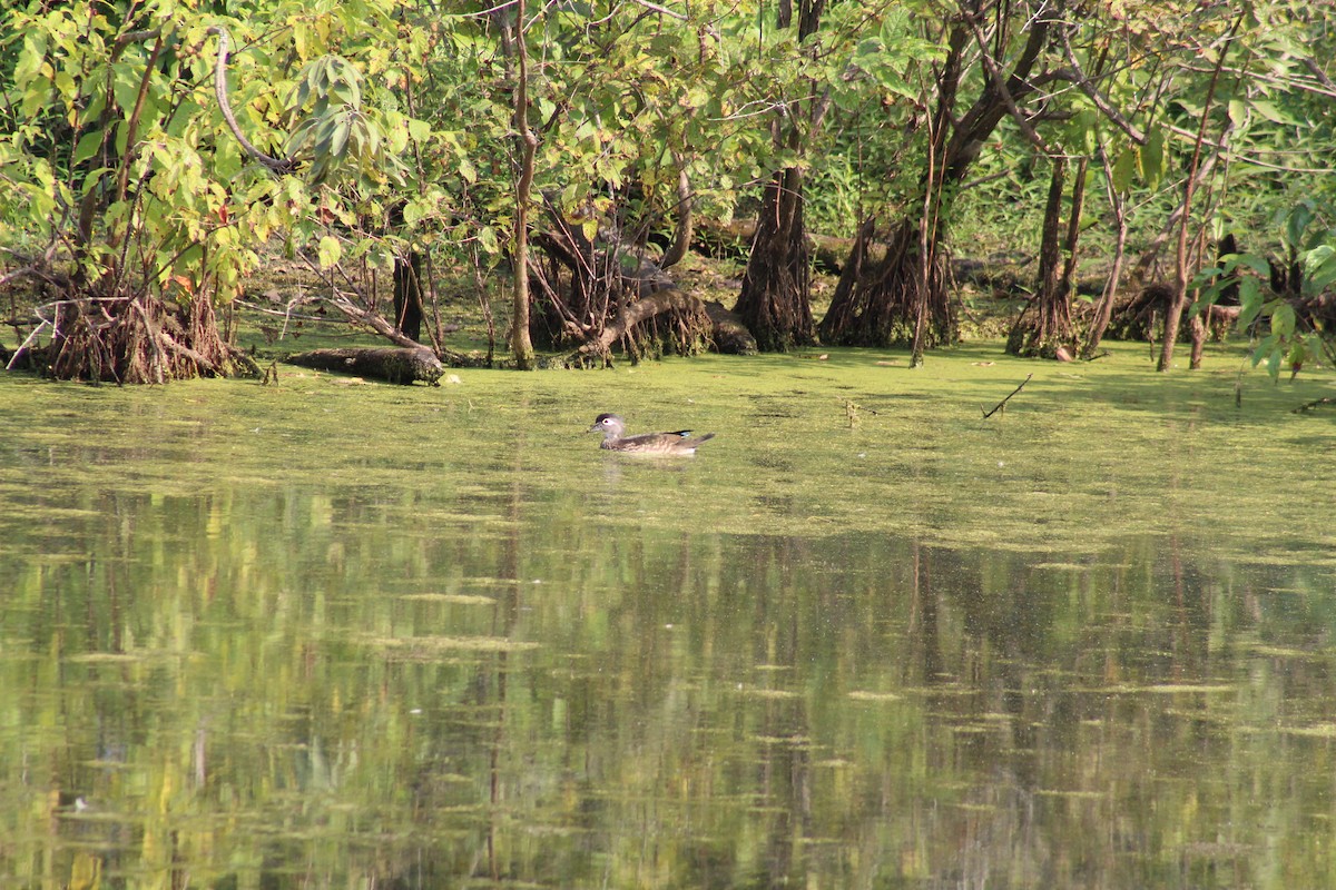 Wood Duck - ML609186531