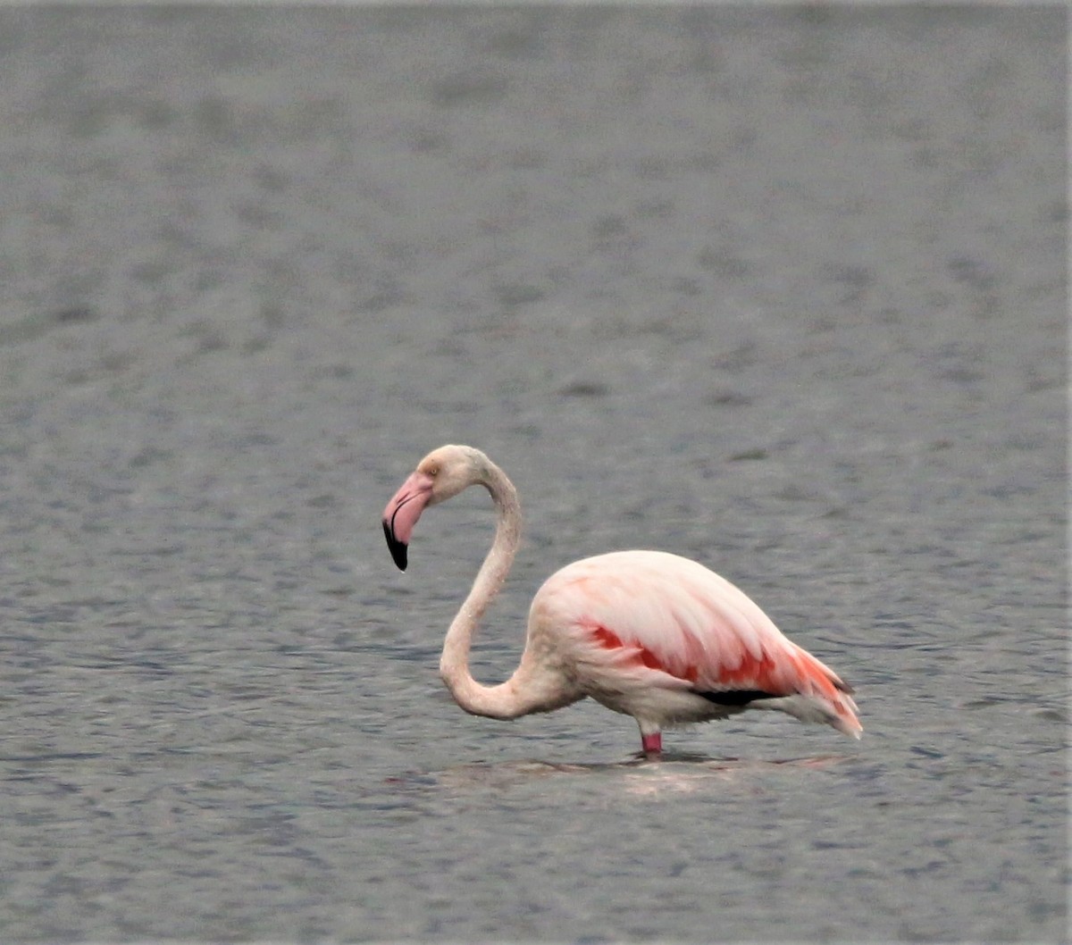 Greater Flamingo - Lucie Tremblay