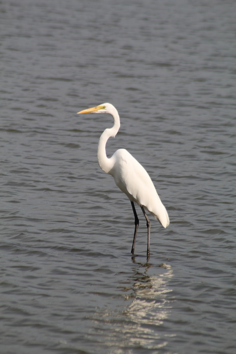 Great Egret - ML609186549