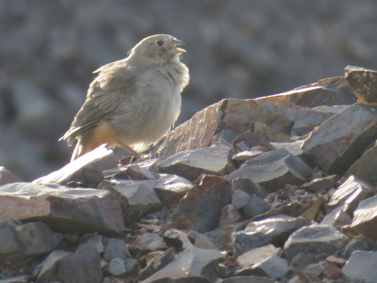 Canyon Towhee - ML609186582