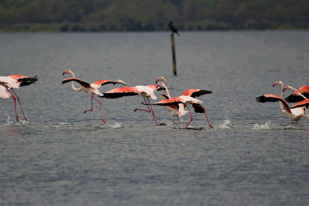 Greater Flamingo - Lucie Tremblay