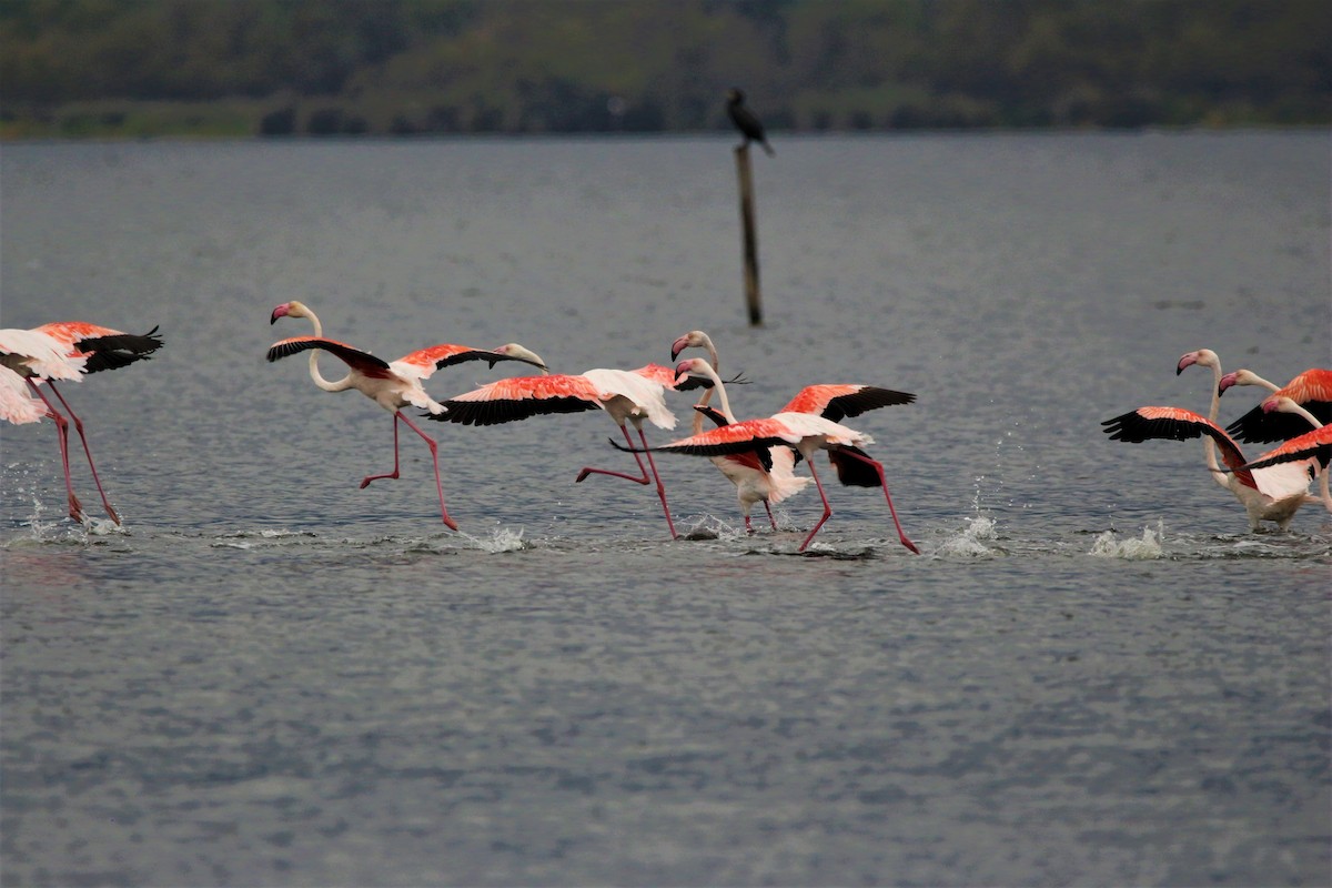 Flamant rose - ML609186592