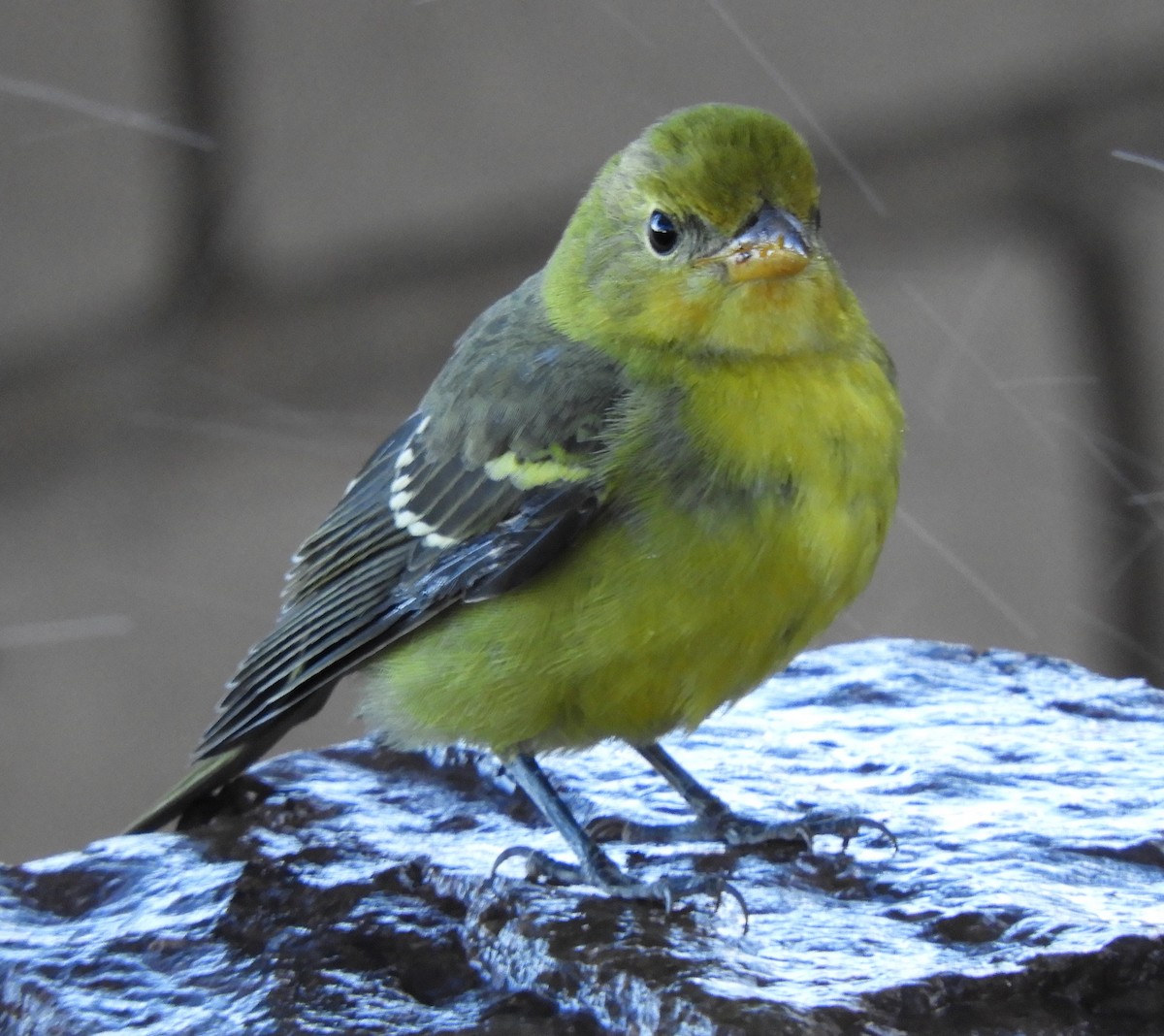 Western Tanager - ML609186710