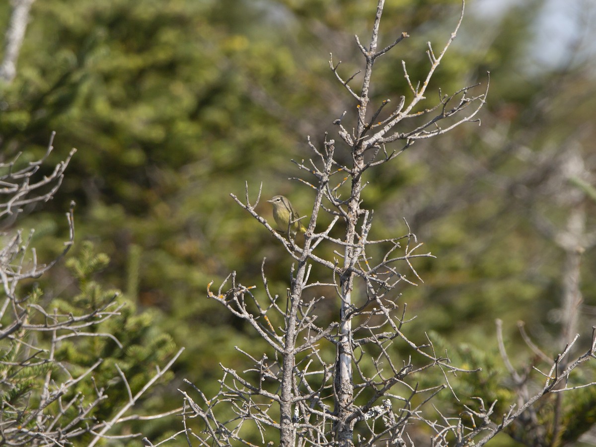 Orange-crowned Warbler - Vernon Buckle
