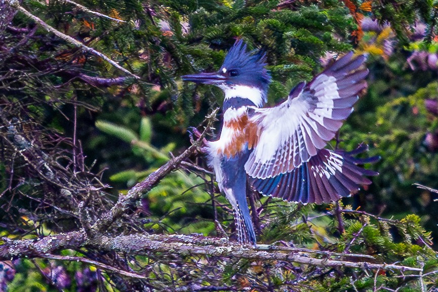 Belted Kingfisher - Walt Barrows