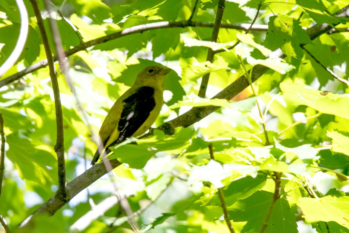 Scarlet Tanager - ML609186896
