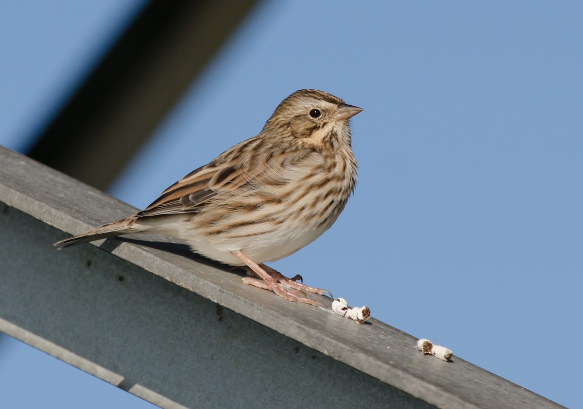 Savannah Sparrow - ML609186906