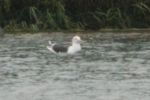 Great Black-backed Gull - Keith Lea