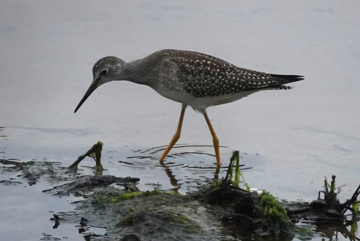 Lesser Yellowlegs - Stacey Keefer
