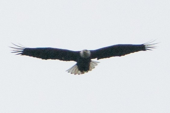 Bald Eagle - ML609187031