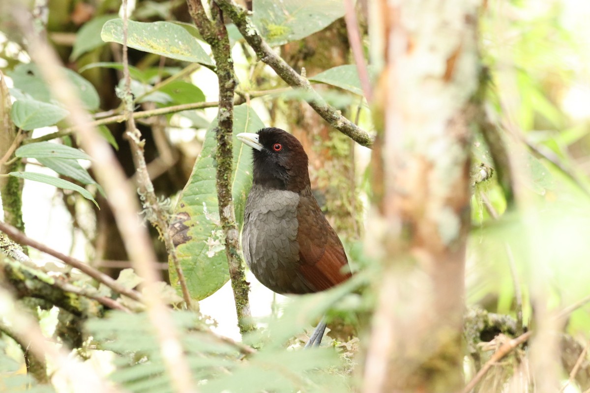 Pale-billed Antpitta - ML609187036