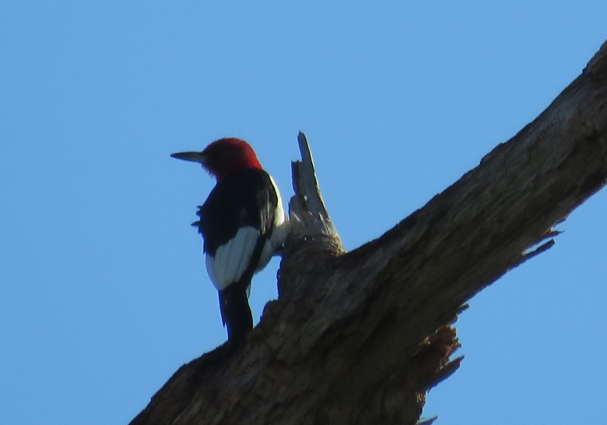 Red-headed Woodpecker - ML609187276