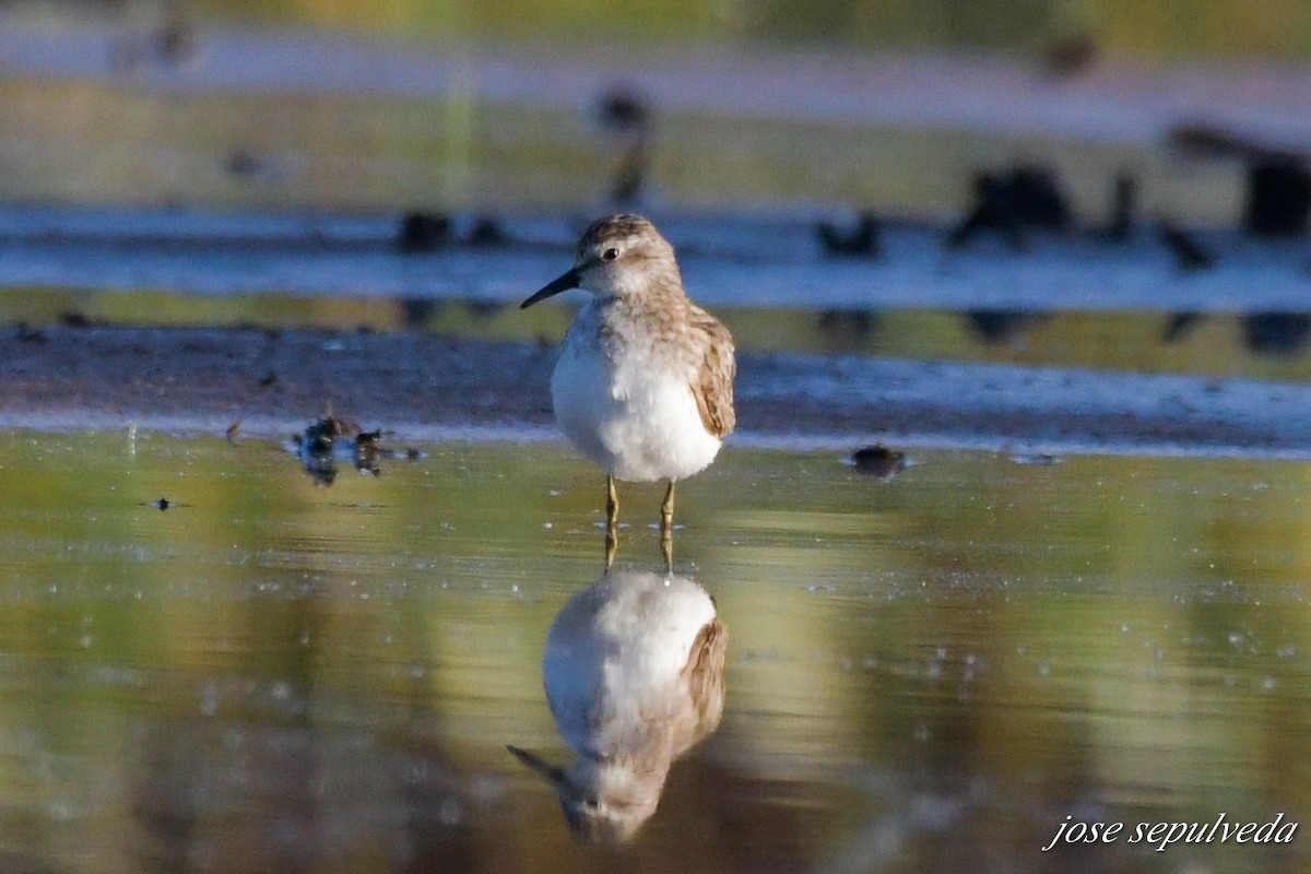 Least Sandpiper - ML609187358