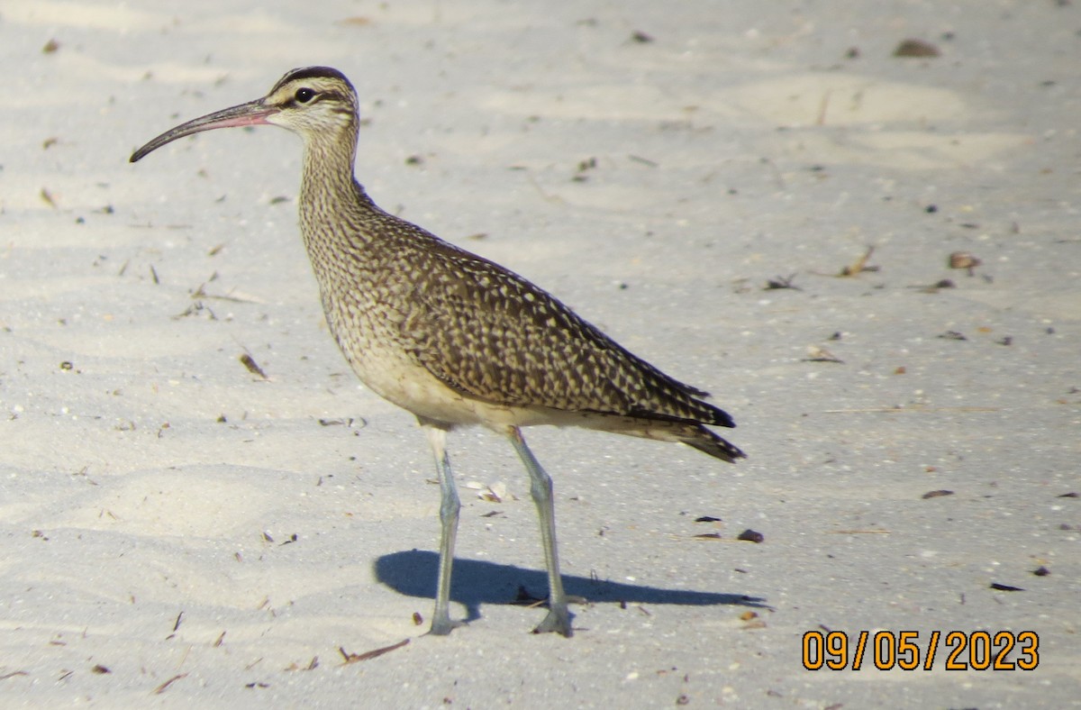 Whimbrel - Brian Johnston