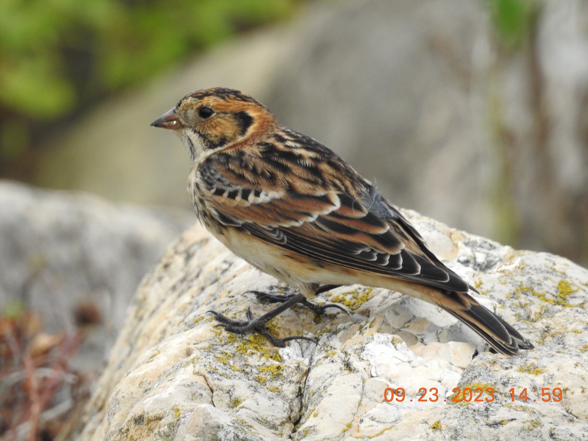 Lapland Longspur - ML609187554