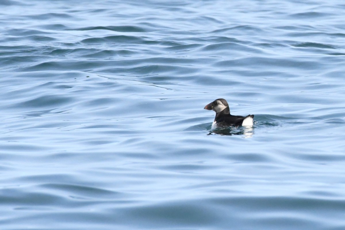 Atlantic Puffin - ML609187650