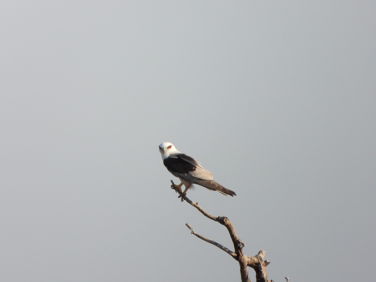 Black-shouldered Kite - ML609187651