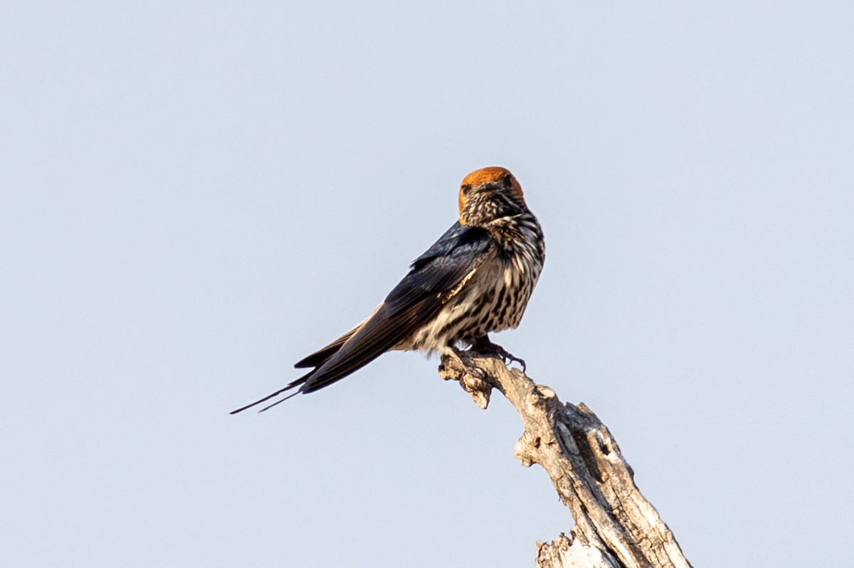 Lesser Striped Swallow - Mason Flint