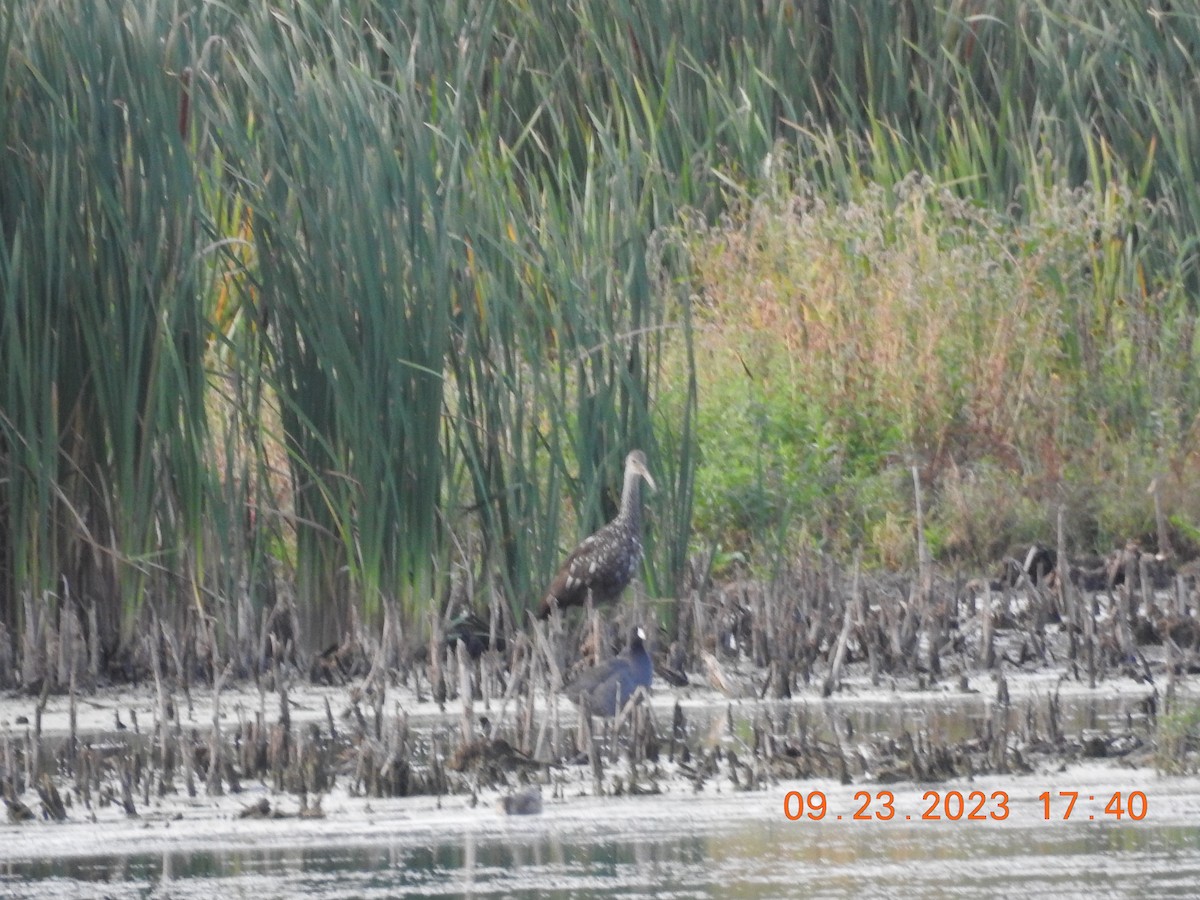 Limpkin - ML609187716