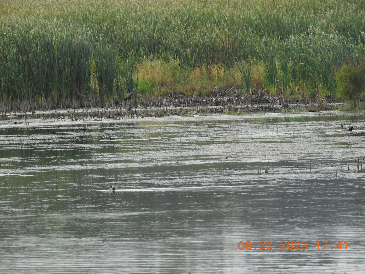 Limpkin - ML609187739