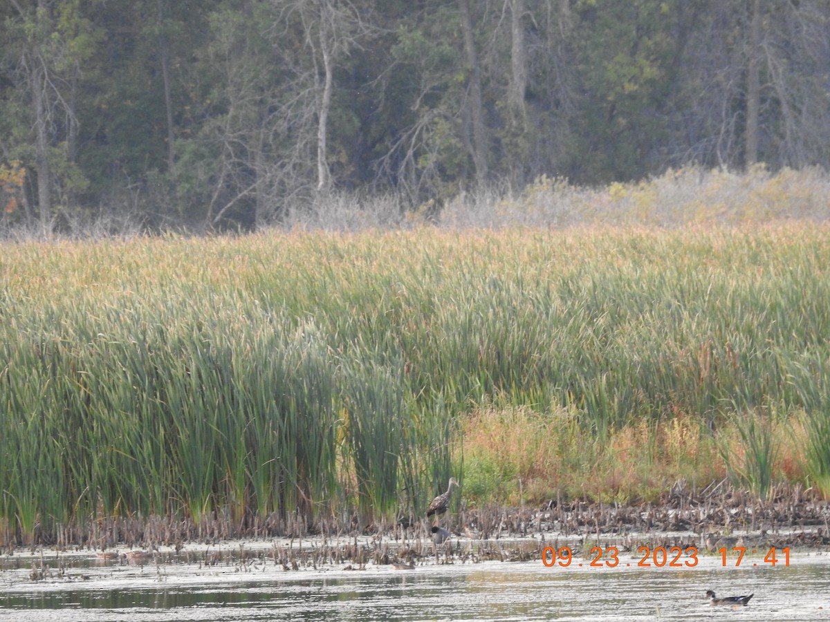 Limpkin - ML609187740