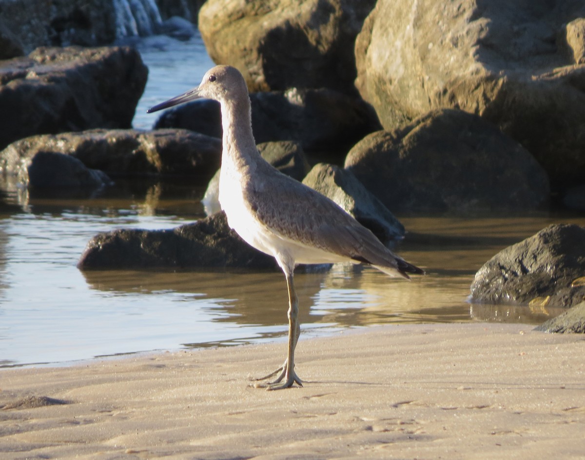 Willet - ML609187745