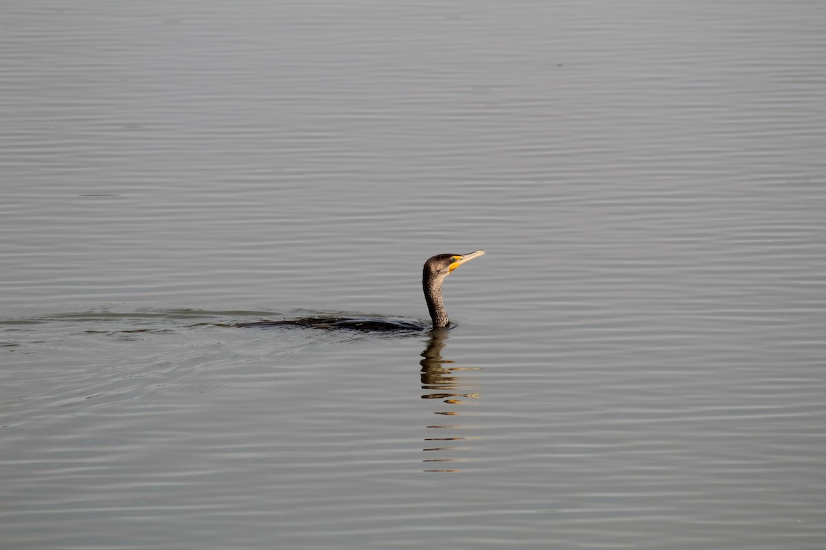 Double-crested Cormorant - Ty Sharrow