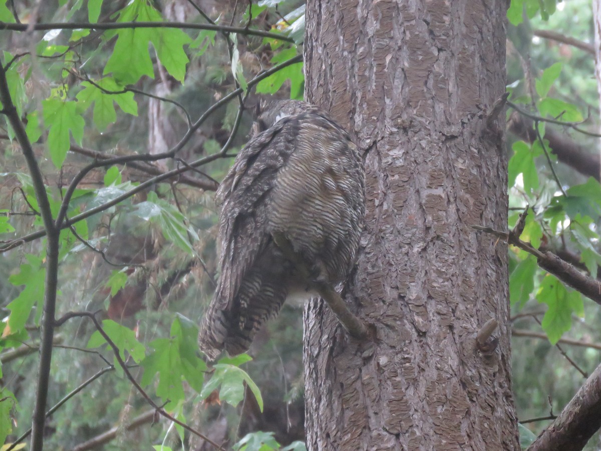 Great Horned Owl - ML609187778