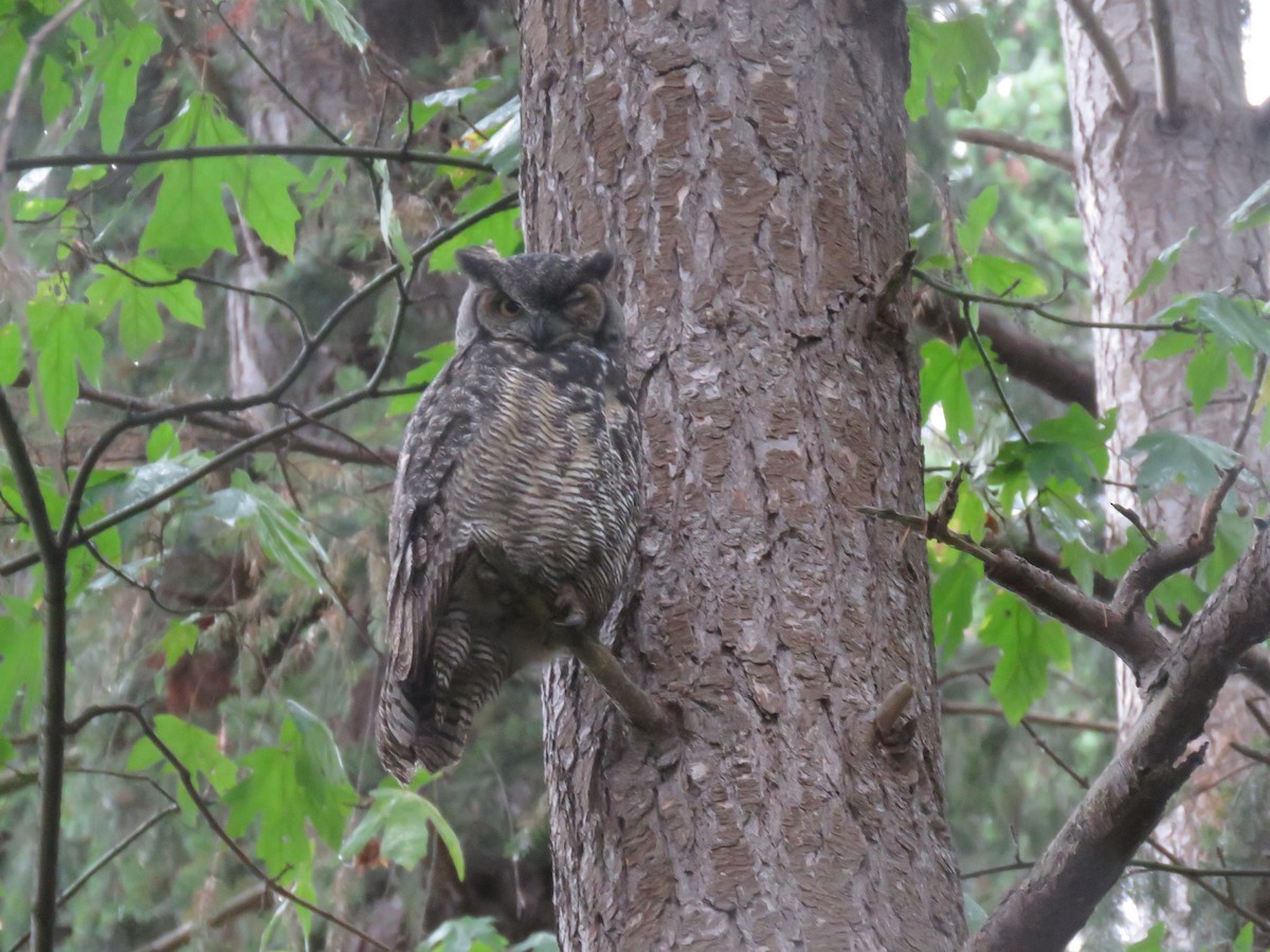 Great Horned Owl - ML609187779