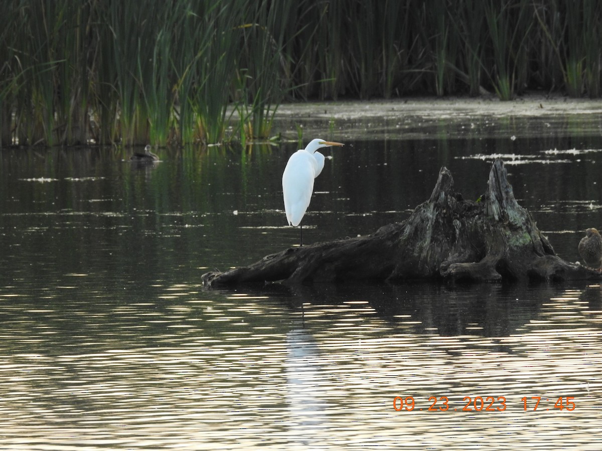 Great Egret - ML609187791