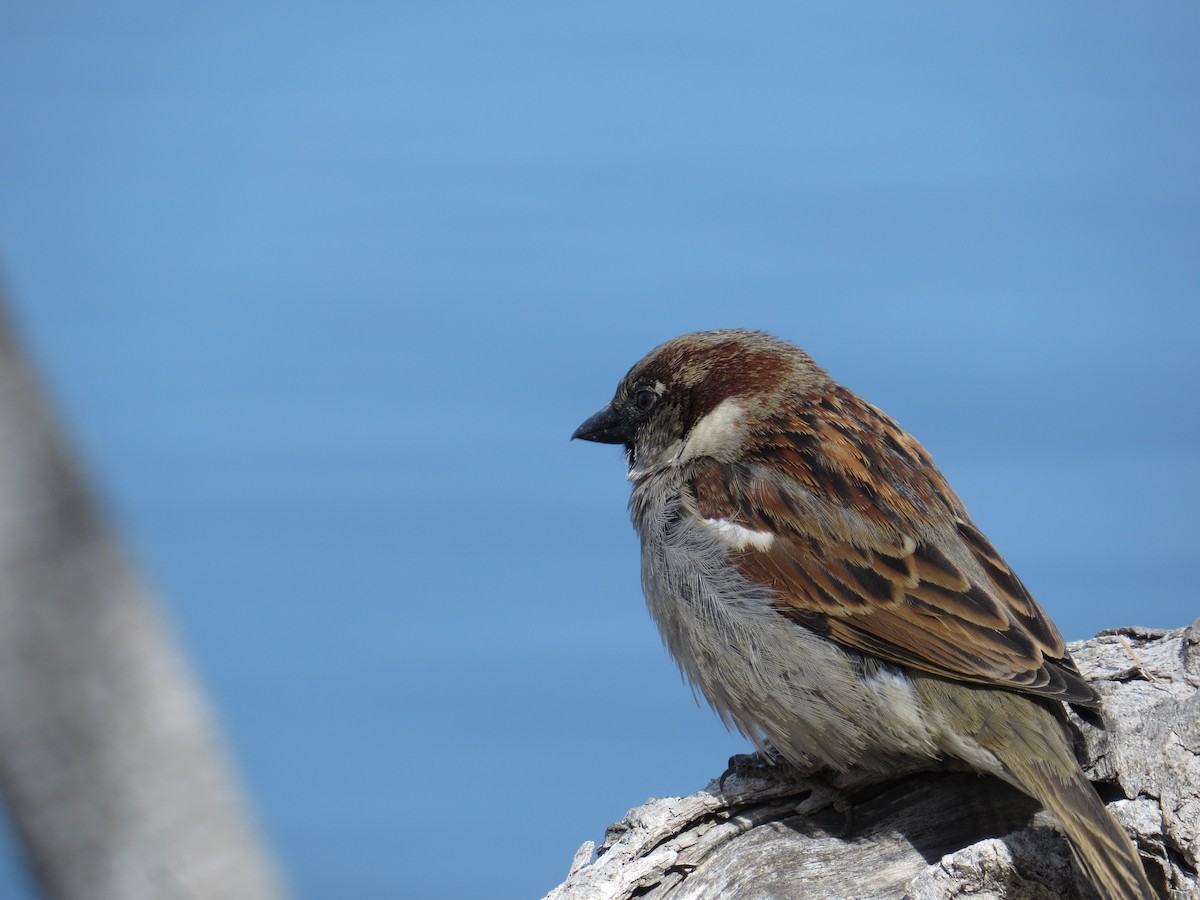 House Sparrow - ML609187830