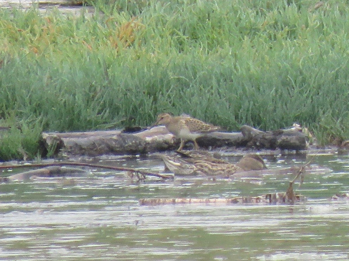 Pectoral Sandpiper - ML609187933