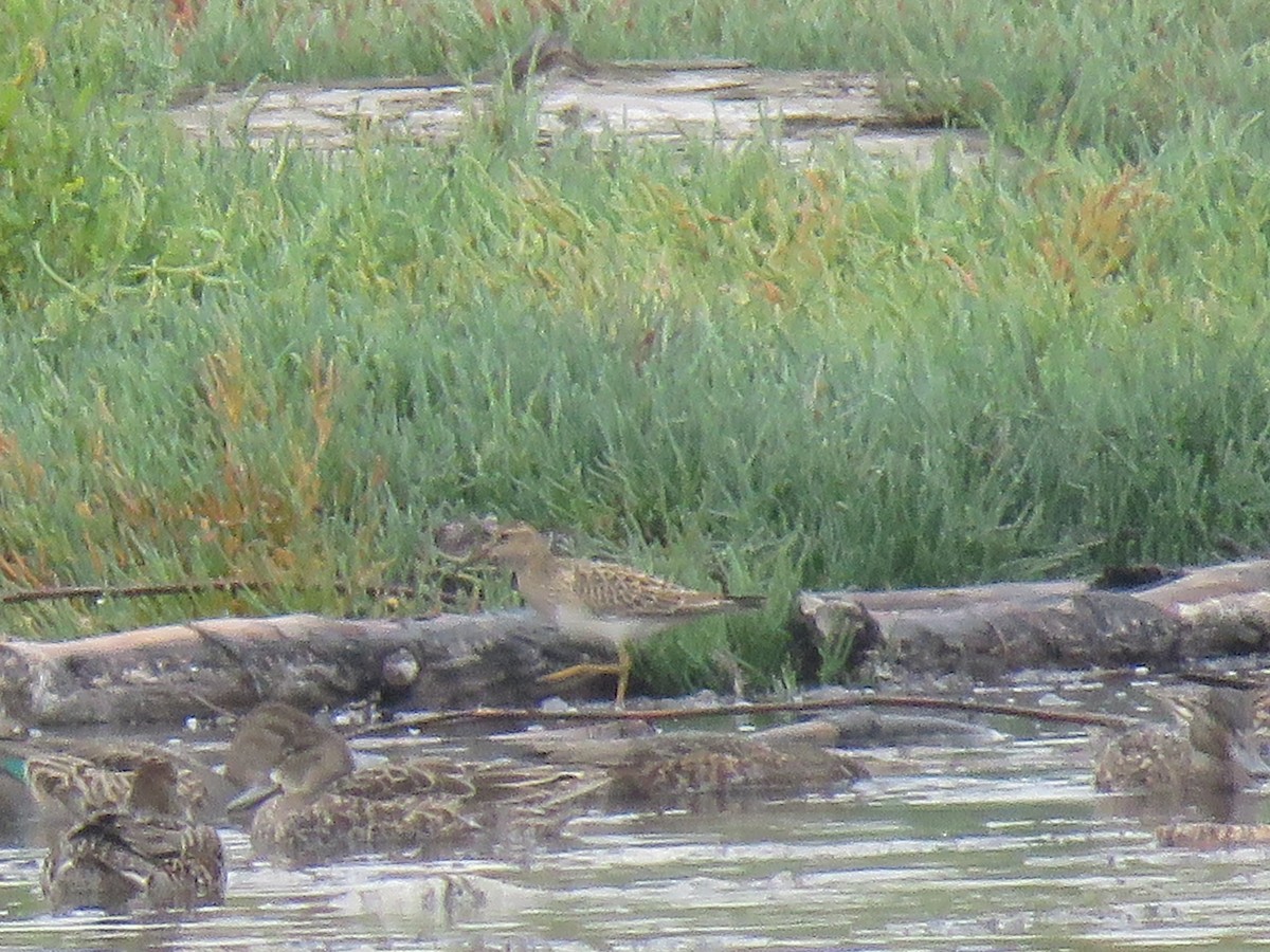 Pectoral Sandpiper - ML609187934