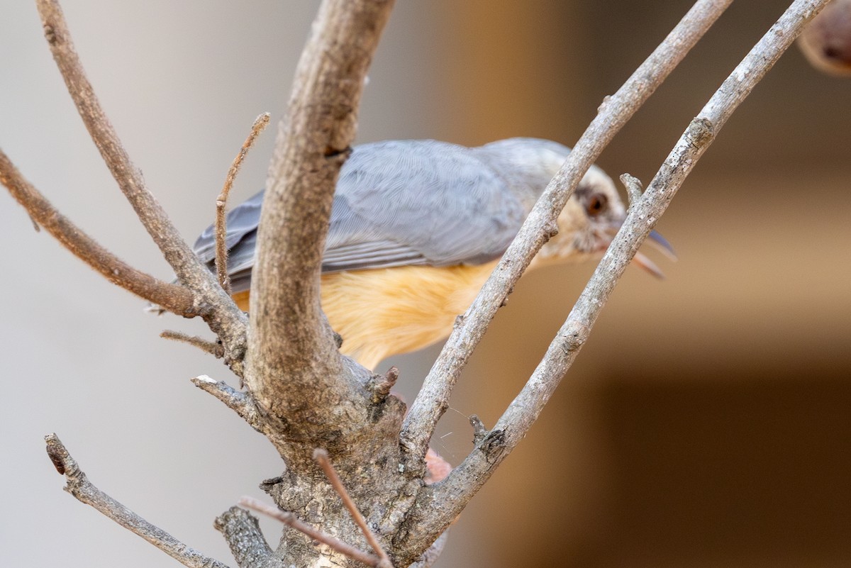 Long-billed Crombec - ML609187979