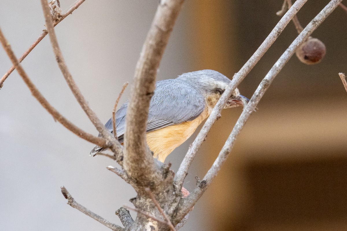 Long-billed Crombec - ML609187980