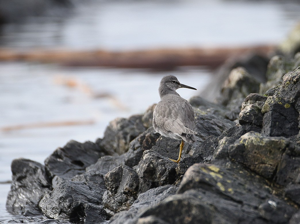 Wandering Tattler - ML609188162