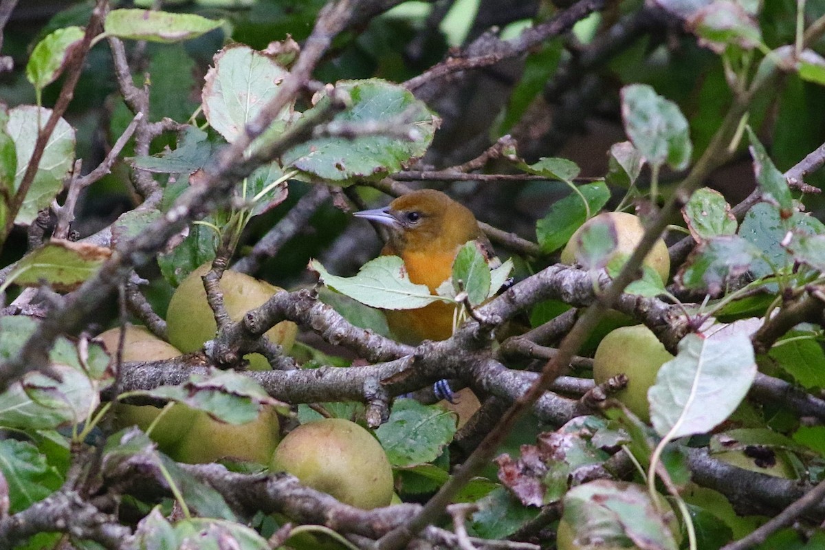 Baltimore Oriole - ML609188496