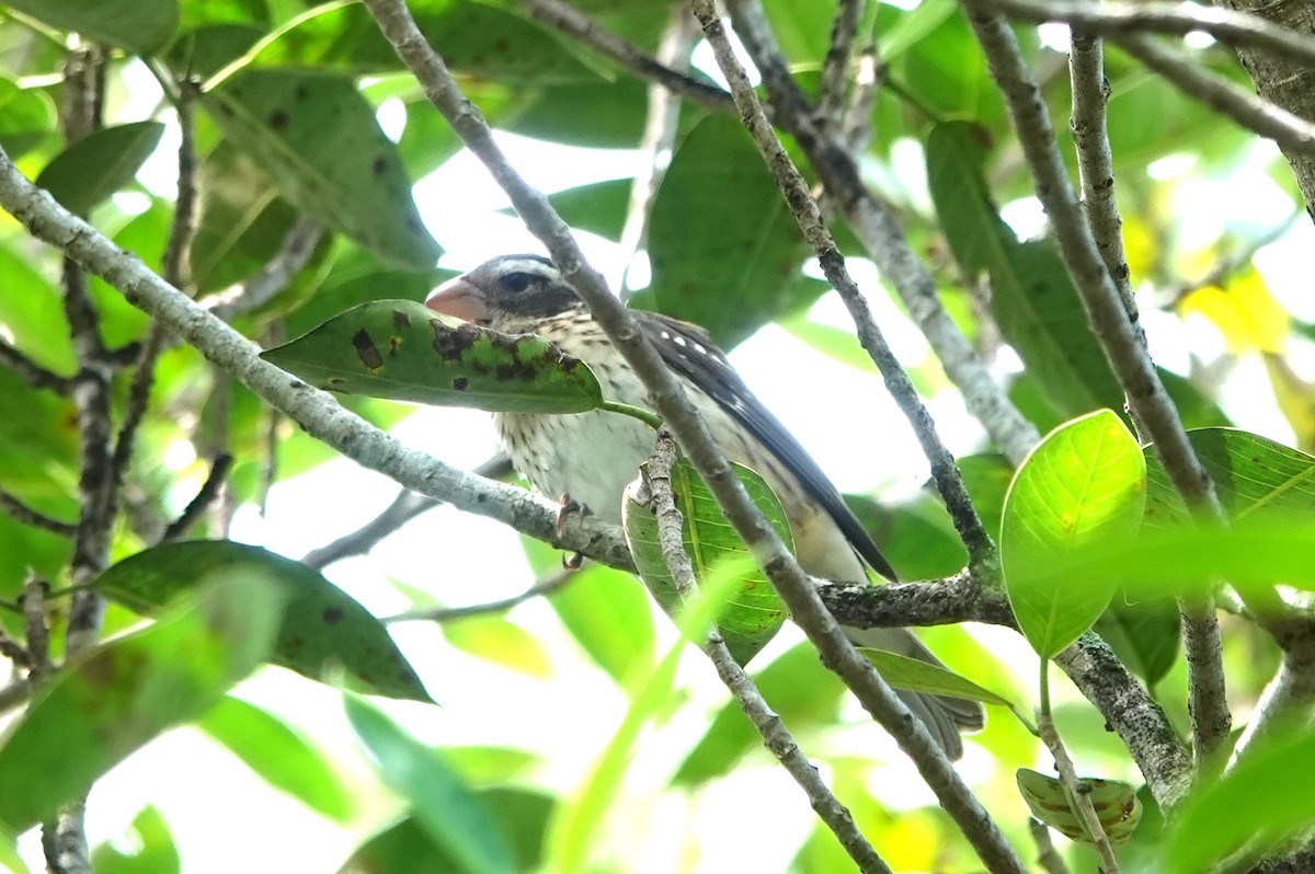 Rose-breasted Grosbeak - ML609188502