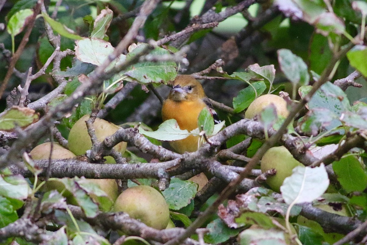 Baltimore Oriole - ML609188530