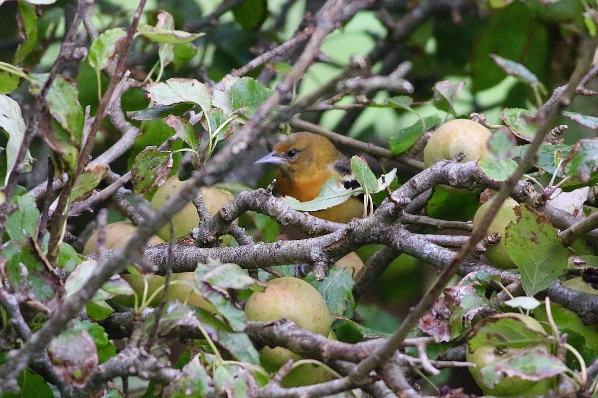 Baltimore Oriole - ML609188532