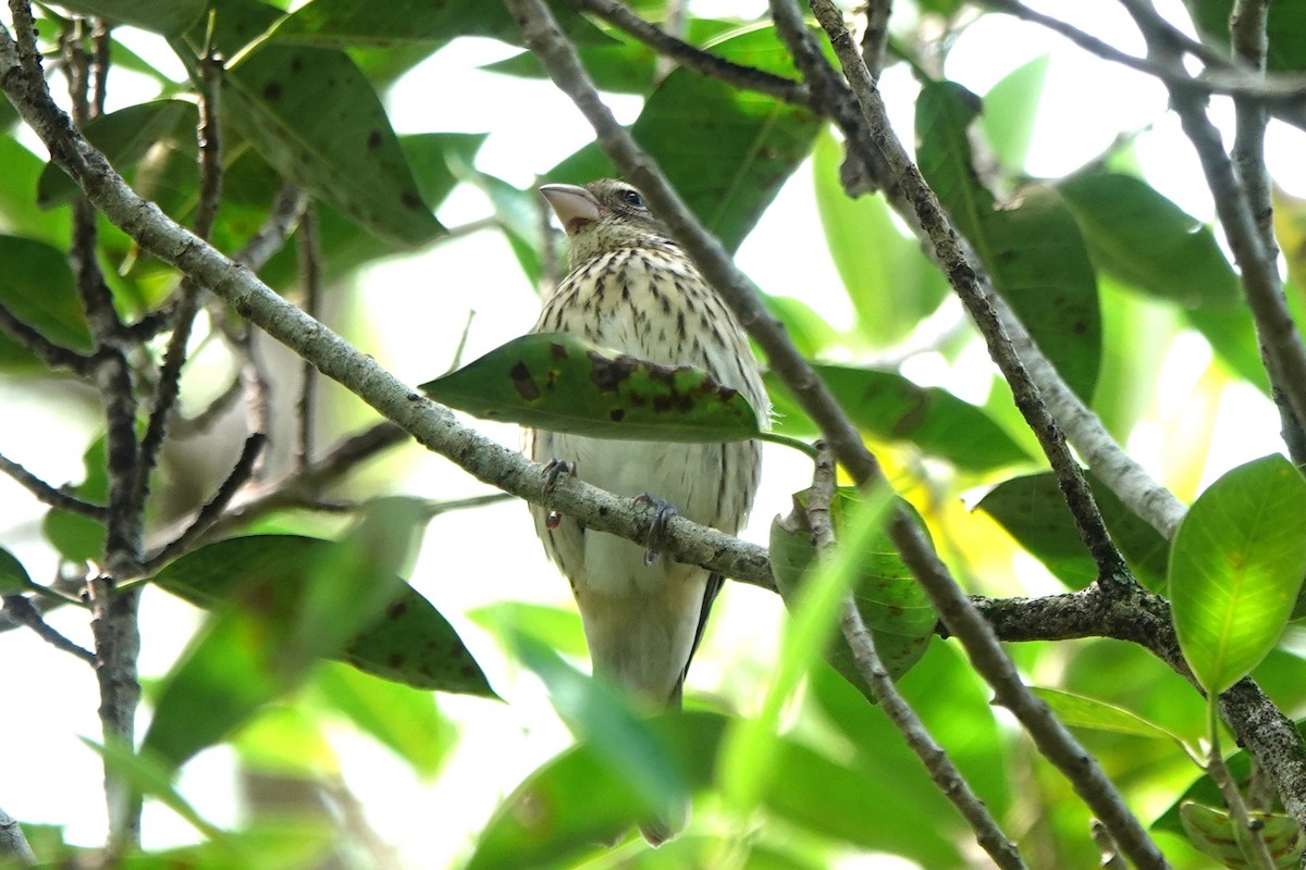 Rose-breasted Grosbeak - ML609188556