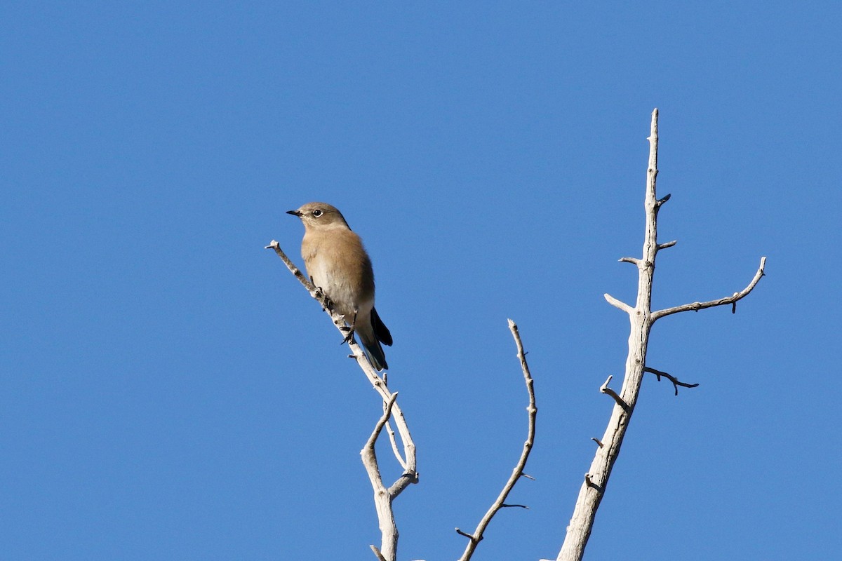 Mountain Bluebird - ML609188599