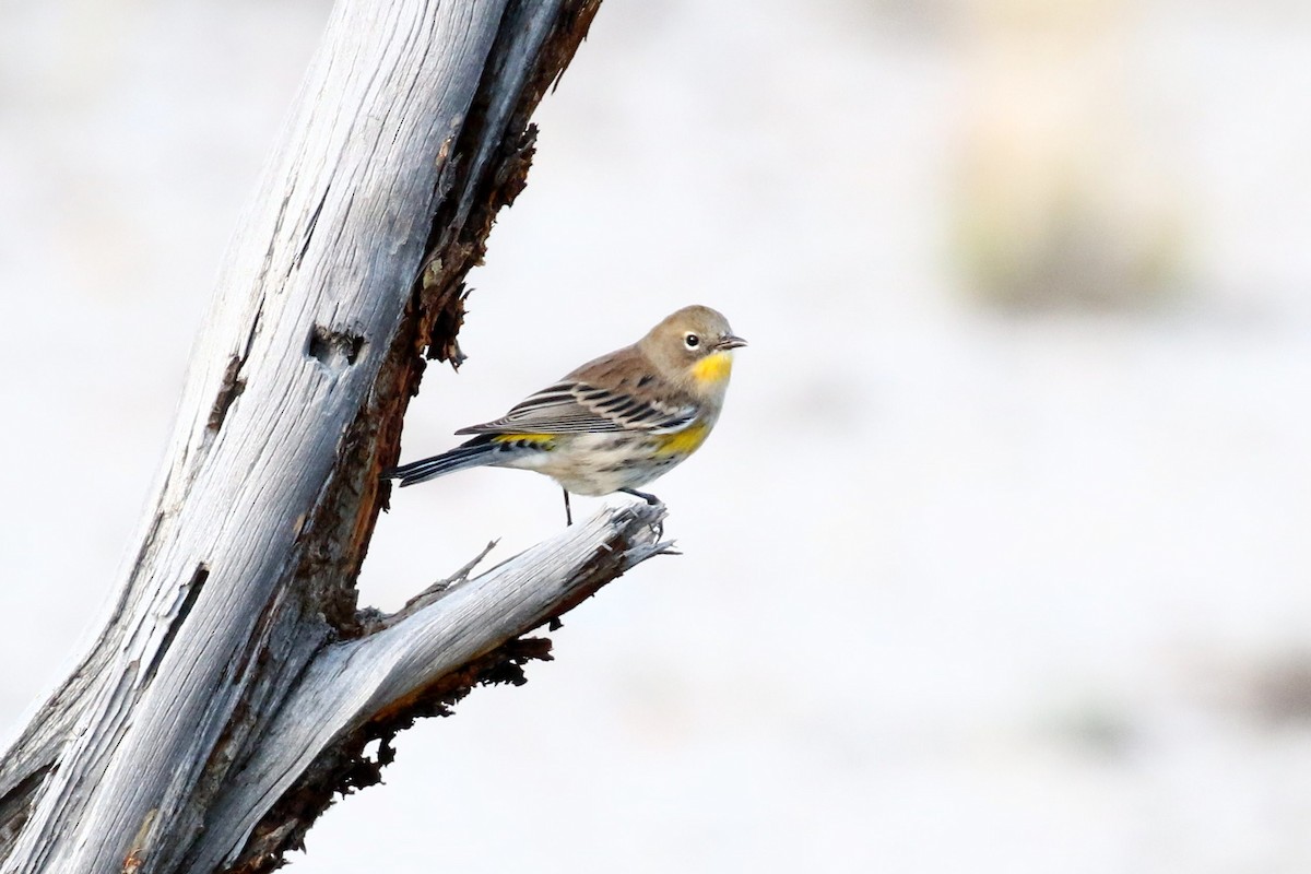 Yellow-rumped Warbler - ML609188609