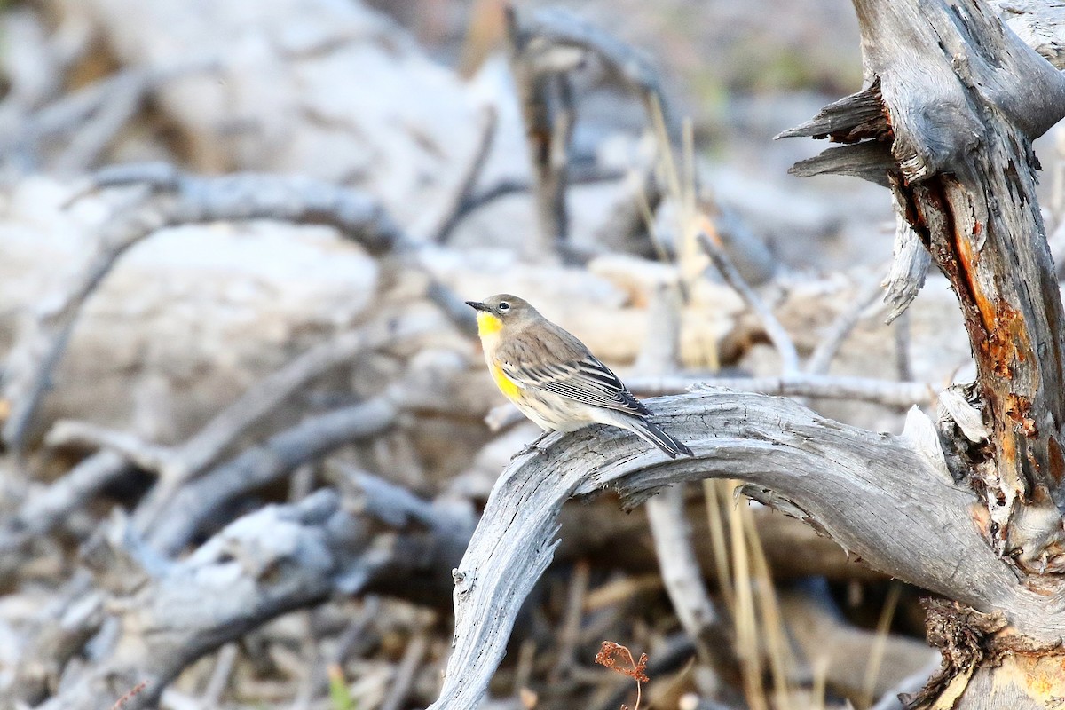 Yellow-rumped Warbler - ML609188611