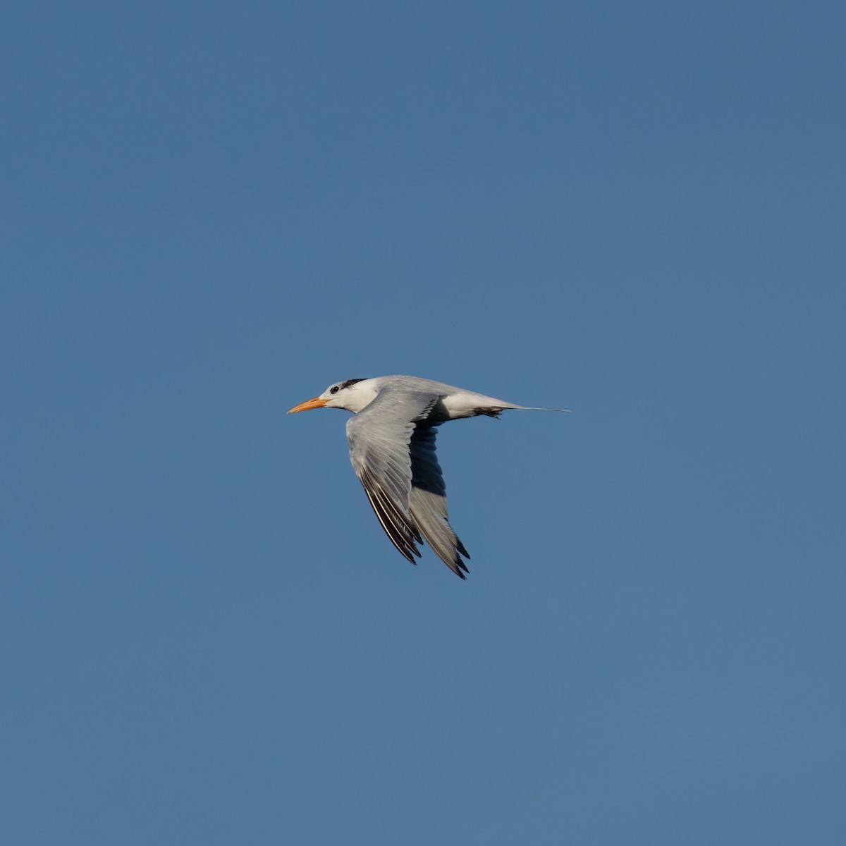 Royal Tern - ML609188613