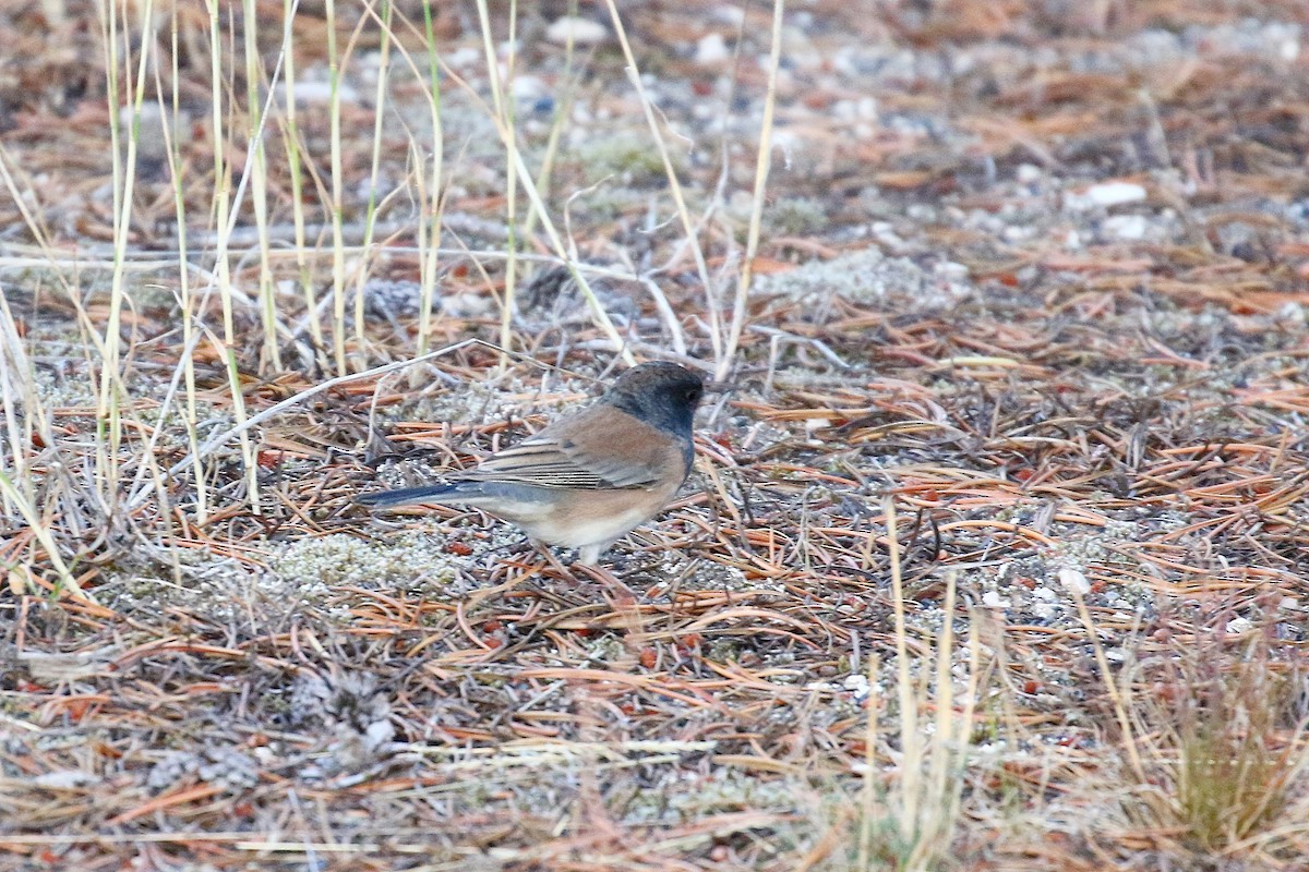 Dark-eyed Junco - ML609188616