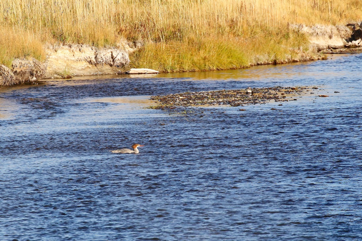 Common Merganser - ML609188625