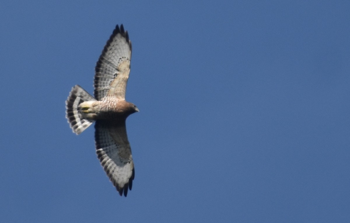 Broad-winged Hawk - Kristen Johnson