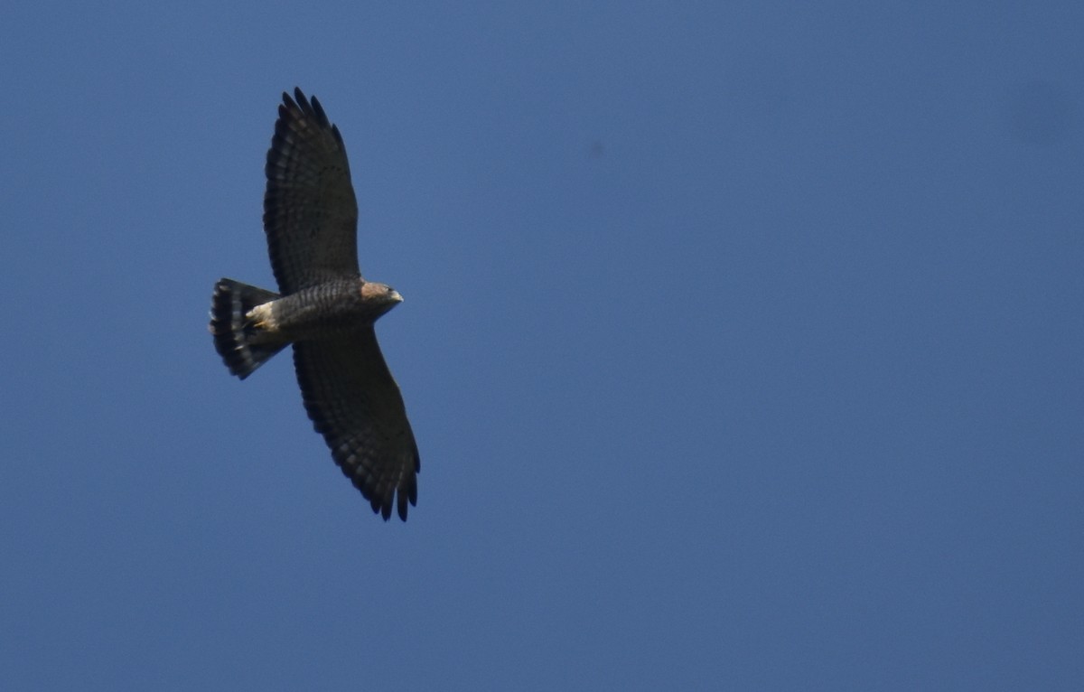 Broad-winged Hawk - ML609188640